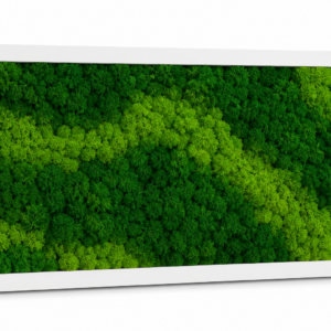 Moosbild Islandmoos mit weißem Rahmen 57 cm x 30 cm