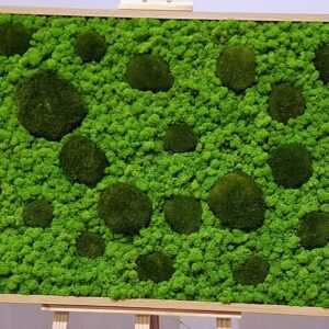 Moosbild mit Kugelmoos und Islandmoos 100 cm x 70 cm